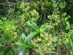 Hedyotis acutangula