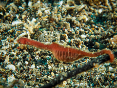 Acentronura breviperula