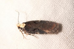 Agonopterix liturosa