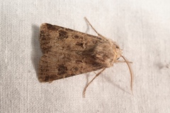 Agrotis bigramma
