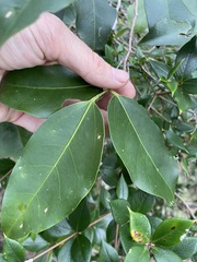 Celtis paniculata