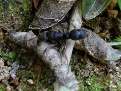 Pseudoneoponera rufipes
