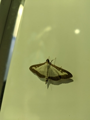 Cydalima perspectalis