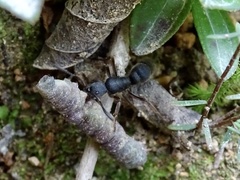 Pseudoneoponera rufipes