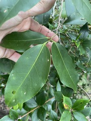 Celtis paniculata