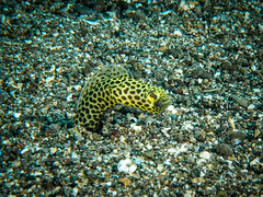 Heteroconger taylori