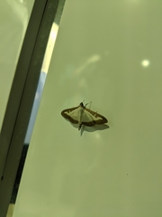 Cydalima perspectalis