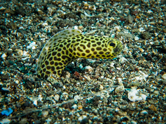 Heteroconger taylori