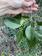 Celtis paniculata