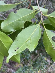 Celtis paniculata