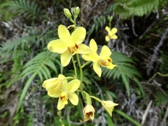 Spathoglottis pubescens