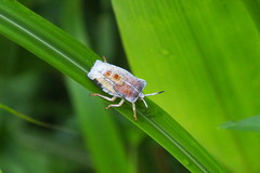 Tessaratoma papillosa