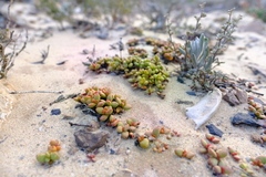 Crassula atropurpurea cultriformis