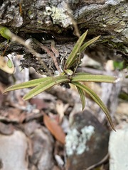 Sarcochilus ceciliae