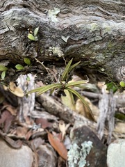 Sarcochilus ceciliae