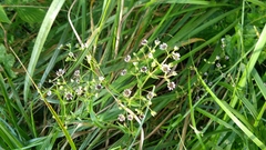 Microbotryum stellariae