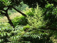 Rhus hypoleuca