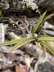 Sarcochilus ceciliae