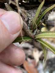 Sarcochilus ceciliae