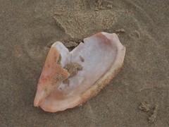 Amoria hunteri