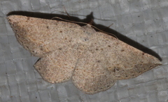 Taxeotis perlinearia