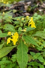 Impatiens racemosa