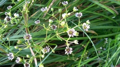 Microbotryum stellariae