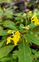 Impatiens racemosa