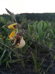 Crotalaria capensis