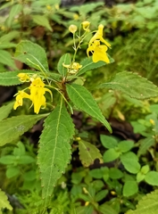 Impatiens racemosa