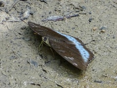 Tanaecia whiteheadi