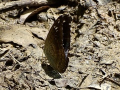 Tanaecia whiteheadi