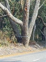 Eucalyptus marginata