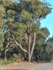Eucalyptus marginata