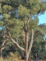 Eucalyptus marginata