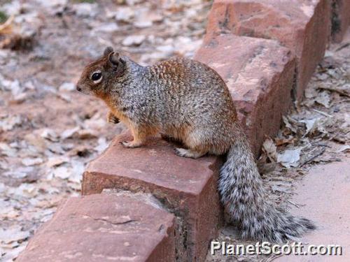 Rock Squirrel, photo 5 of 10