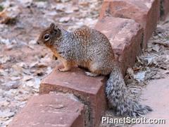 Rock Squirrel photo 4