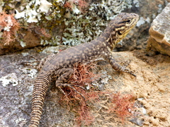 Stenocercus crassicaudatus