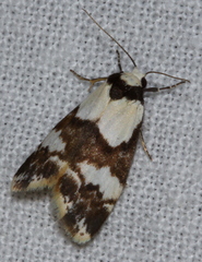 Thallarcha albicollis