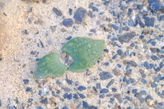 Massonia sessiliflora