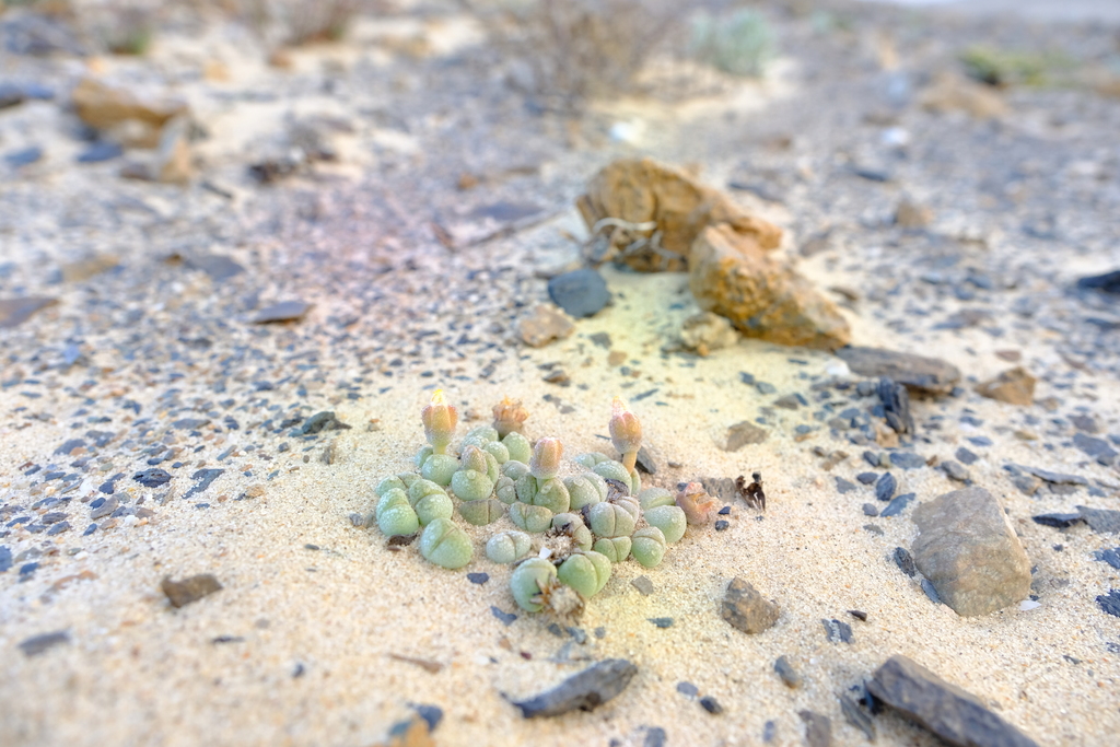 Cheiridopsis verrucosa