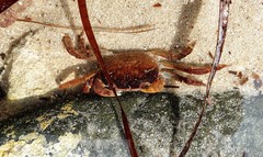 Cyclograpsus