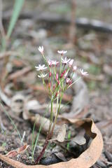 Strumaria tenella tenella