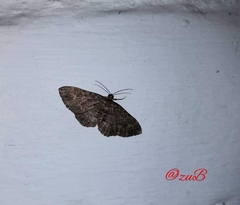 Disclisioprocta stellata