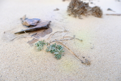 Crotalaria meyeriana