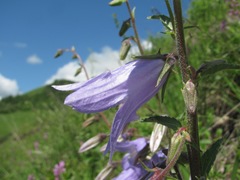 Campanula sarmatica