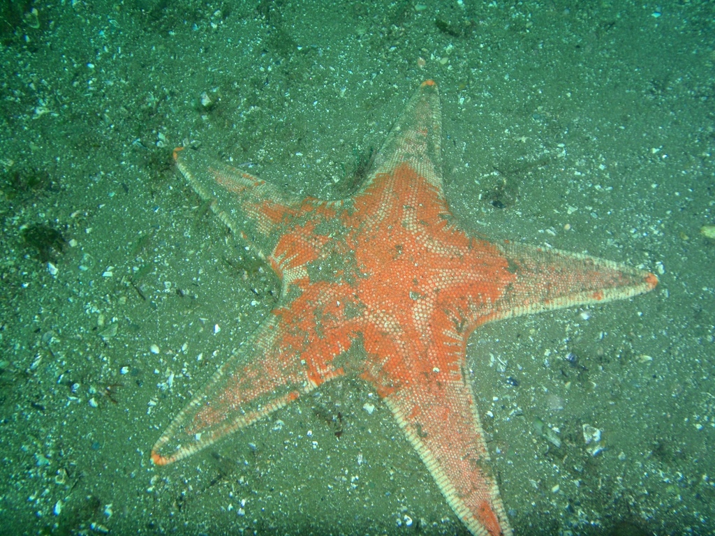 Tethyaster canaliculatus