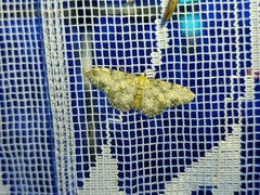 Idaea contiguaria