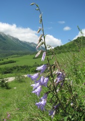 Campanula sarmatica