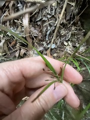 Cyperus tetraphyllus